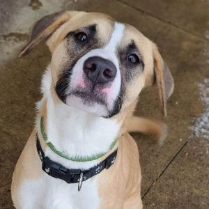 Rhea - $150 “Change Their Luck” adoption fee until March 31