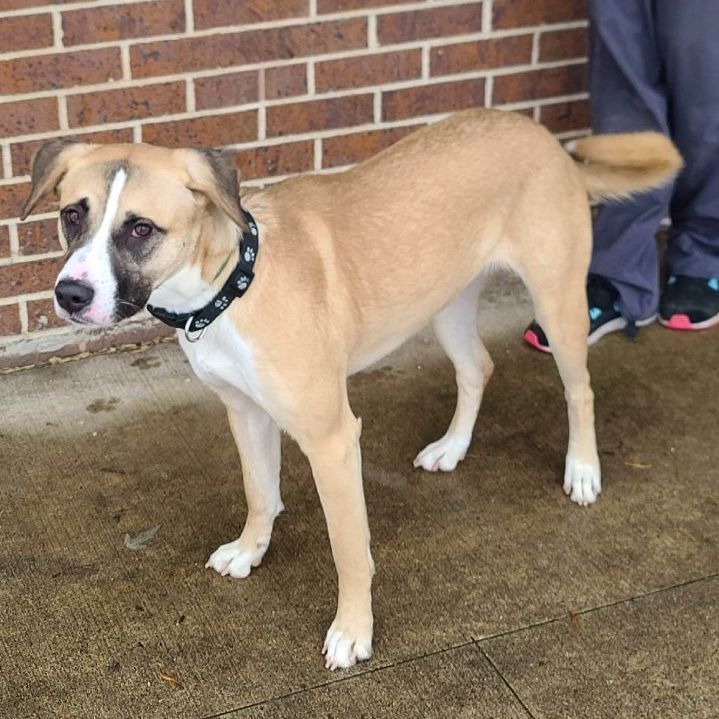 Rhea - $150 “Change Their Luck” adoption fee until March 31, an adopted Anatolian Shepherd Mix in Waterloo, IA_image-3