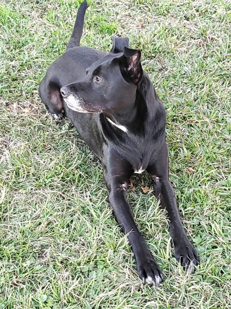Thor, an adoptable Schipperke in Crestview, FL, 32539 | Photo Image 1