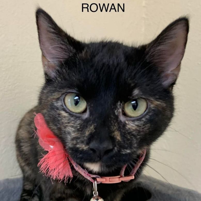 Rowan detail page