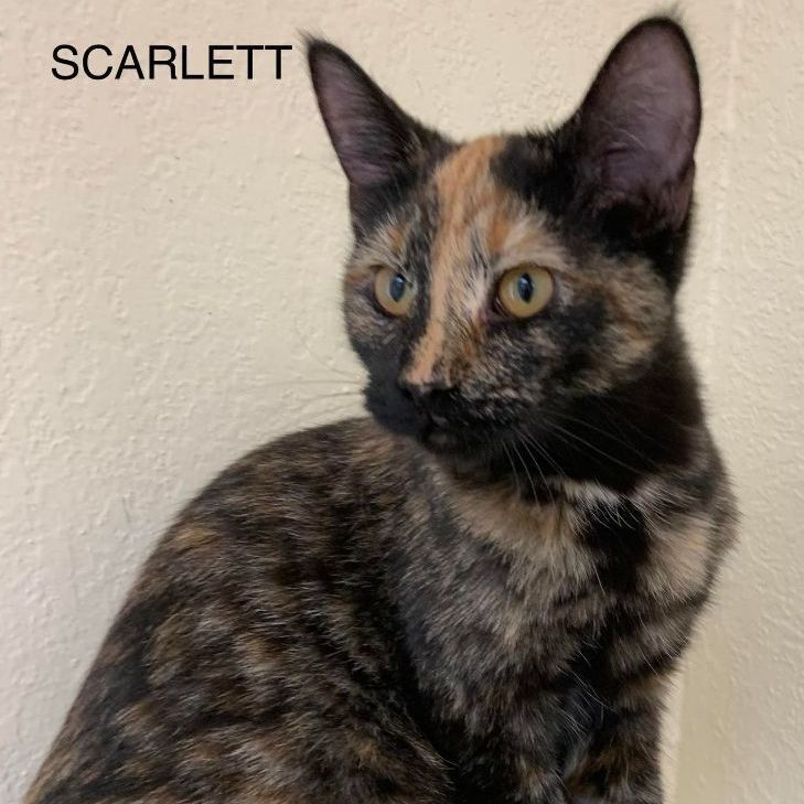 Scarlett detail page