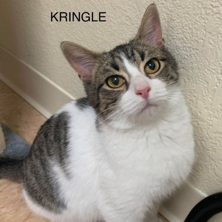 Kringle, an adoptable Domestic Medium Hair in Rushville, IL_image-1
