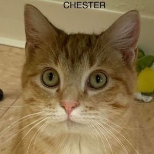 Chester