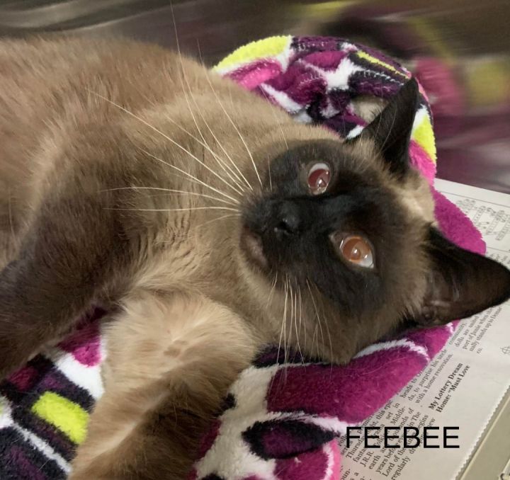 FeeBee, an adoptable Siamese in Rushville, IL_image-1