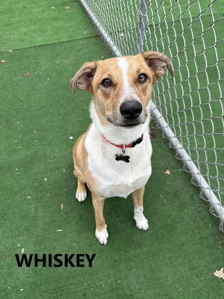 Whiskey and Tuck, an adoptable Australian Shepherd & Cattle Dog Mix in Cedar Rapids, IA_image-4