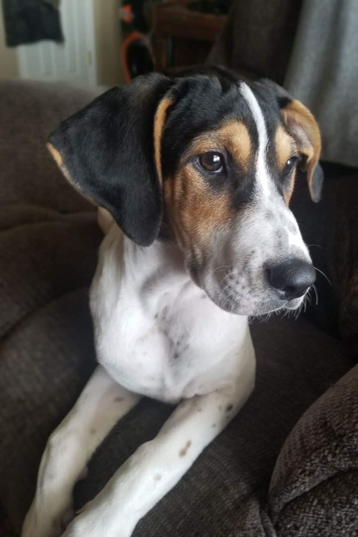 Polka Dot - Foster 3
