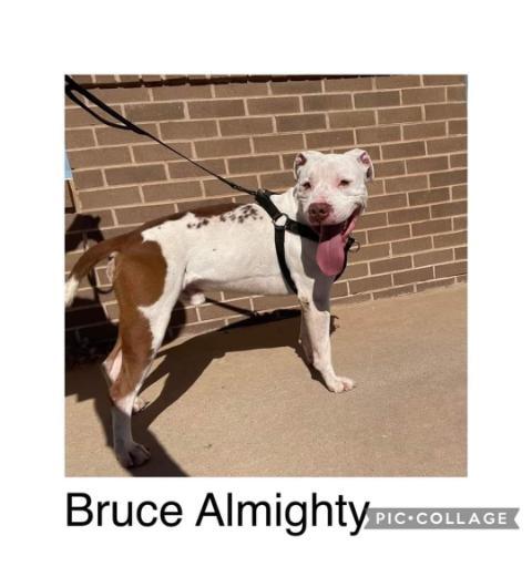 Bruce Almighty, an adoptable Staffordshire Bull Terrier in Plainview, TX, 79073 | Photo Image 2
