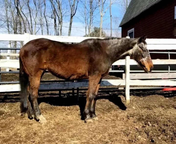 Callie, an adoptable Thoroughbred in Northford, CT_image-1