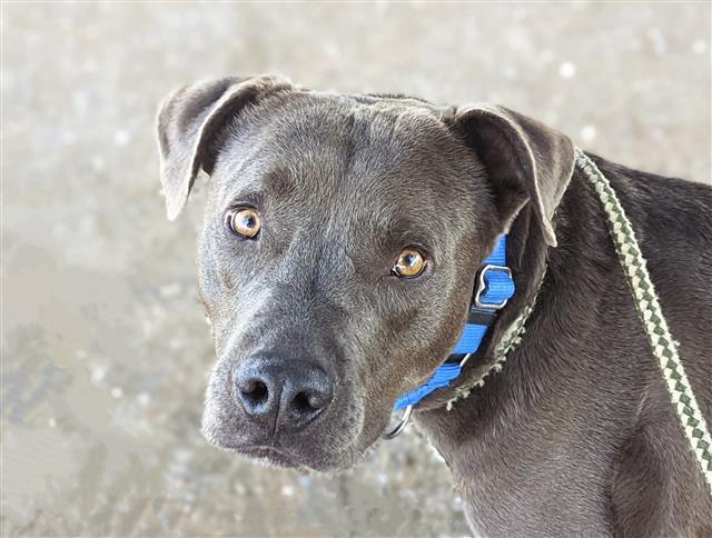 TED*, an adoptable Pit Bull Terrier, Mixed Breed in Tucson, AZ, 85745 | Photo Image 1