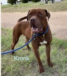 Kronk, an adoptable Dogue de Bordeaux in Plainview, TX, 79073 | Photo Image 1