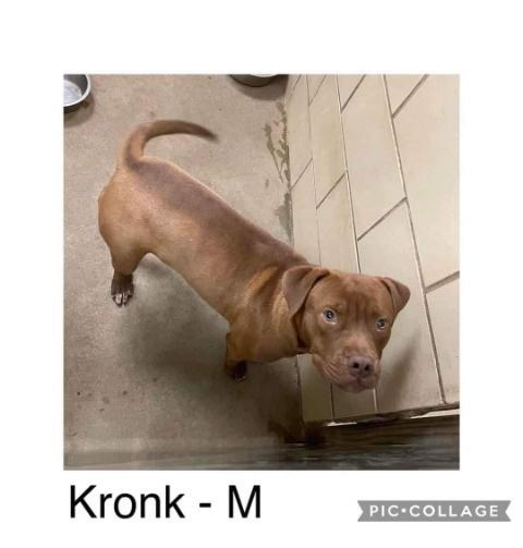 Kronk, an adoptable Dogue de Bordeaux in Plainview, TX, 79073 | Photo Image 2