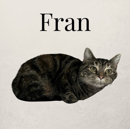 Fran, an adoptable Domestic Short Hair in Cumberland, MD_image-1