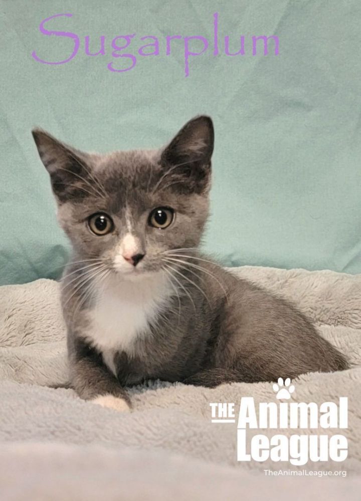 Sugarplum, an adopted Domestic Short Hair Mix in Clermont, FL_image-1