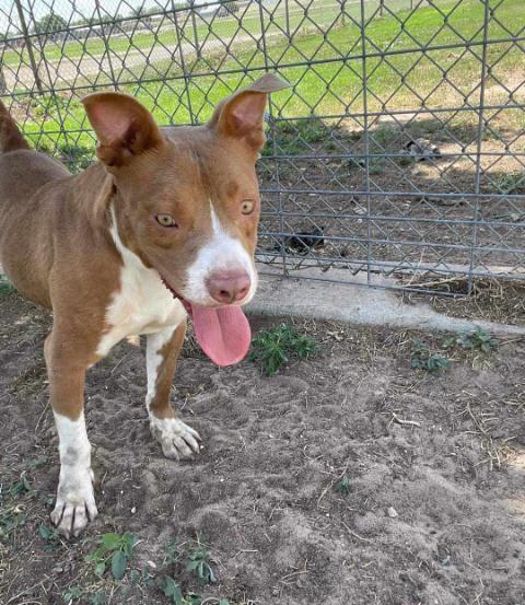 Topsy, an adoptable American Staffordshire Terrier in Plainview, TX, 79073 | Photo Image 3