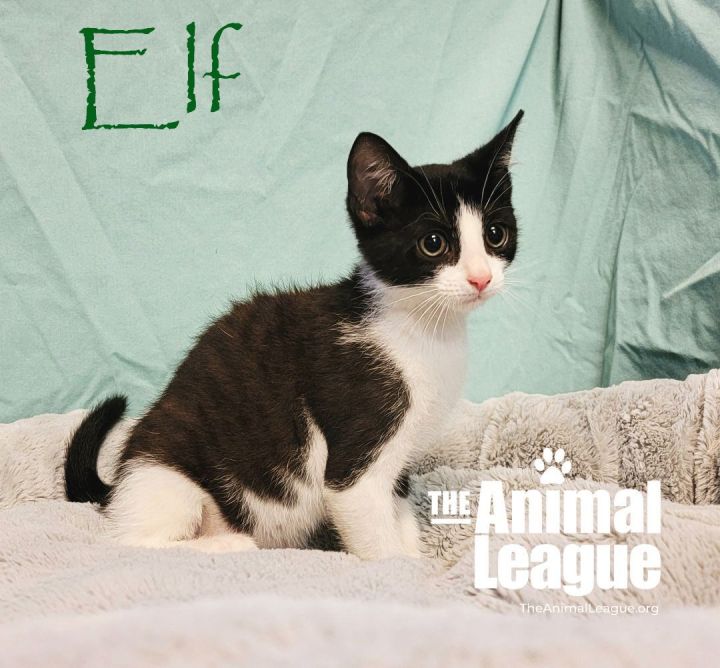 Elf, an adoptable Domestic Short Hair in Clermont, FL_image-1