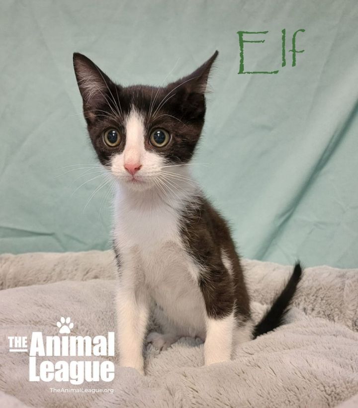 Elf, an adoptable Domestic Short Hair in Clermont, FL_image-2