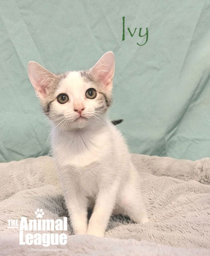 Ivy, an adopted Domestic Short Hair Mix in Clermont, FL_image-1