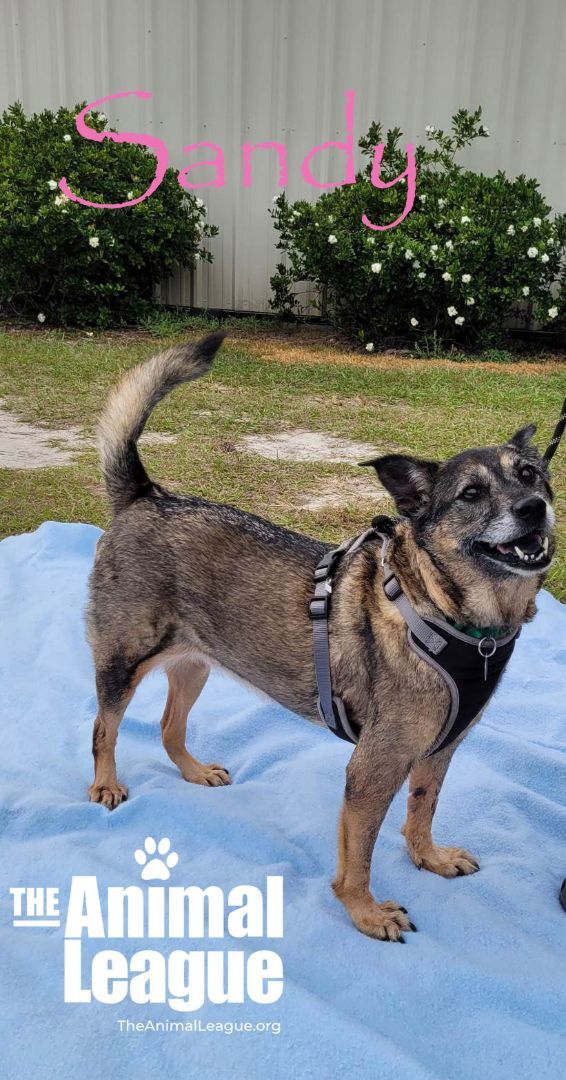 Sandy, an adoptable German Shepherd Dog & Terrier Mix in Clermont, FL_image-2