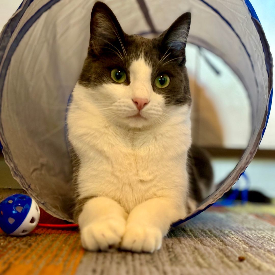 Kermit, an adoptable Domestic Short Hair in Santa Fe, NM, 87501 | Photo Image 1