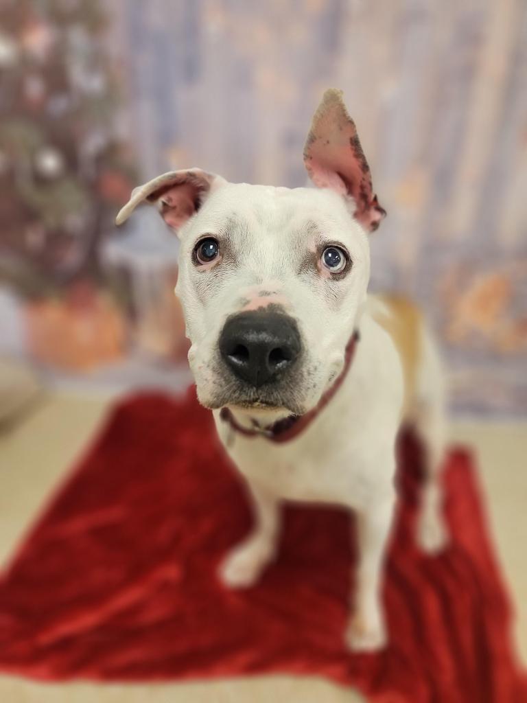 Luna, an adoptable Pit Bull Terrier in Sprakers, NY, 12166 | Photo Image 1