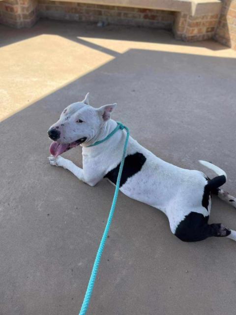 Lucy, an adoptable Bull Terrier in Plainview, TX, 79073 | Photo Image 1