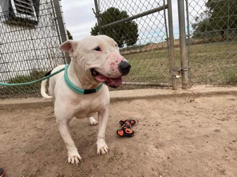 Lucy, an adoptable Bull Terrier in Plainview, TX, 79073 | Photo Image 2