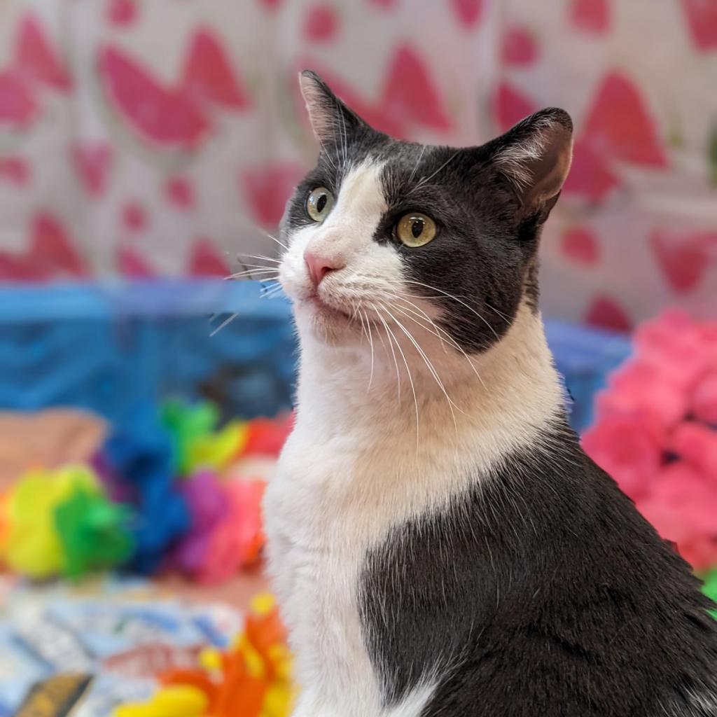 Diver, an adoptable Domestic Short Hair in Kanab, UT, 84741 | Photo Image 1