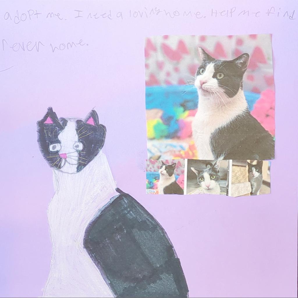 Diver, an adoptable Domestic Short Hair in Kanab, UT, 84741 | Photo Image 2