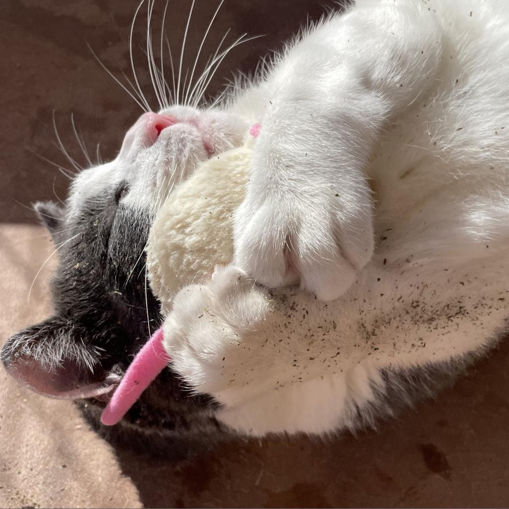 Diver, an adoptable Domestic Short Hair in Kanab, UT, 84741 | Photo Image 3