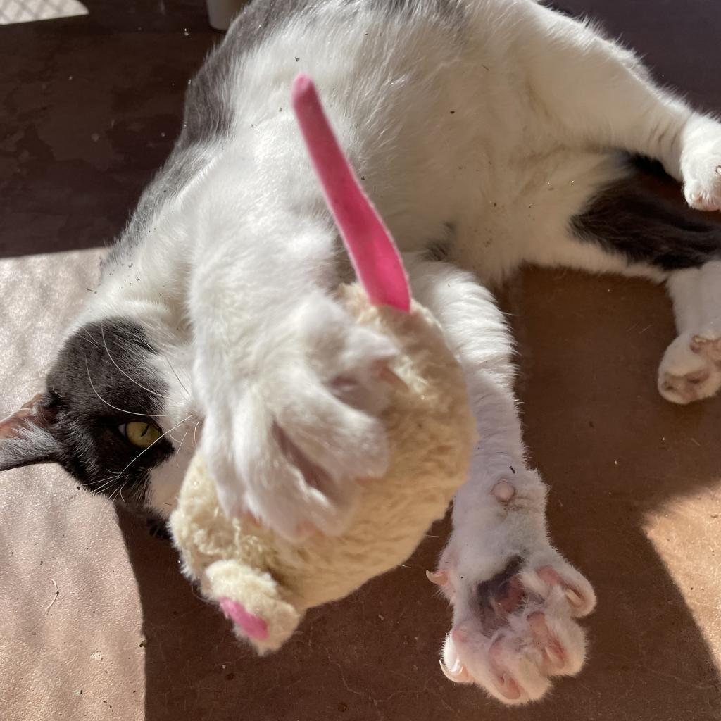 Diver, an adoptable Domestic Short Hair in Kanab, UT, 84741 | Photo Image 4