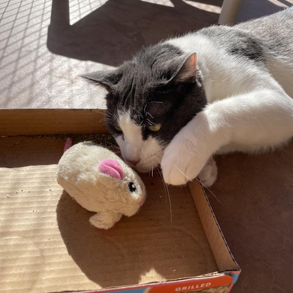 Diver, an adoptable Domestic Short Hair in Kanab, UT, 84741 | Photo Image 5