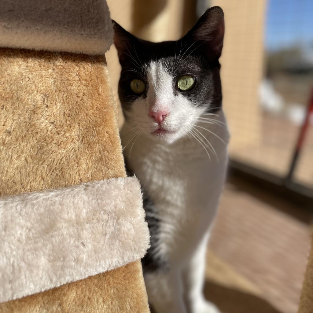 Diver, an adoptable Domestic Short Hair in Kanab, UT, 84741 | Photo Image 6