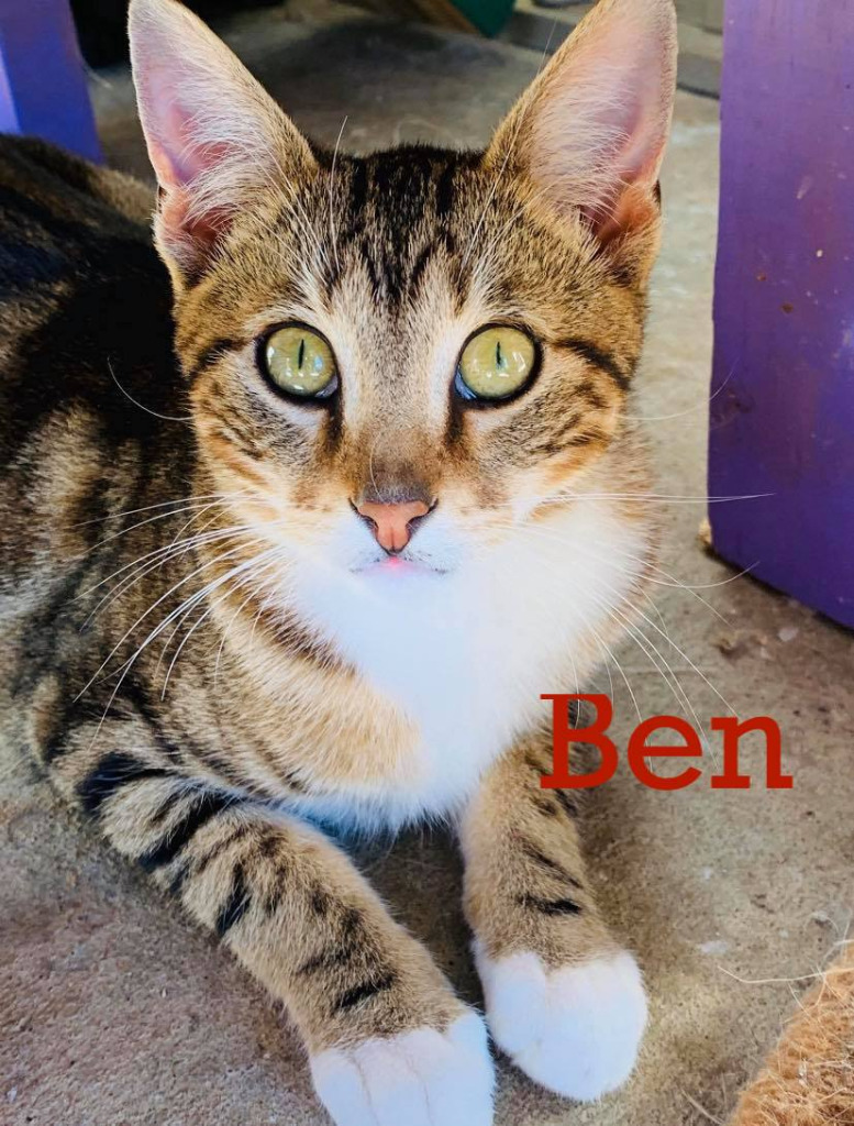 Ben, an adoptable Domestic Short Hair in Seagoville, TX, 75159 | Photo Image 1