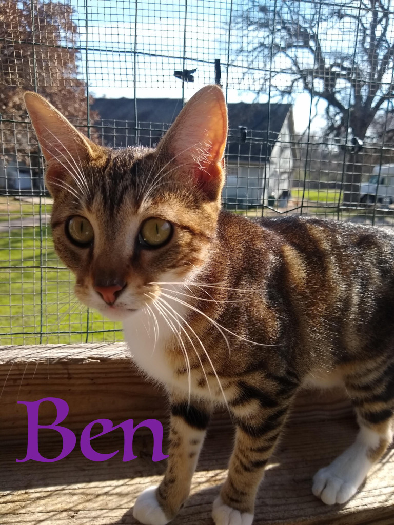 Ben, an adoptable Domestic Short Hair in Seagoville, TX, 75159 | Photo Image 2