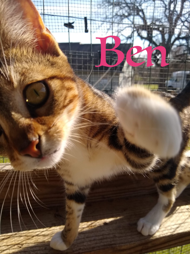 Ben, an adoptable Domestic Short Hair in Seagoville, TX, 75159 | Photo Image 3