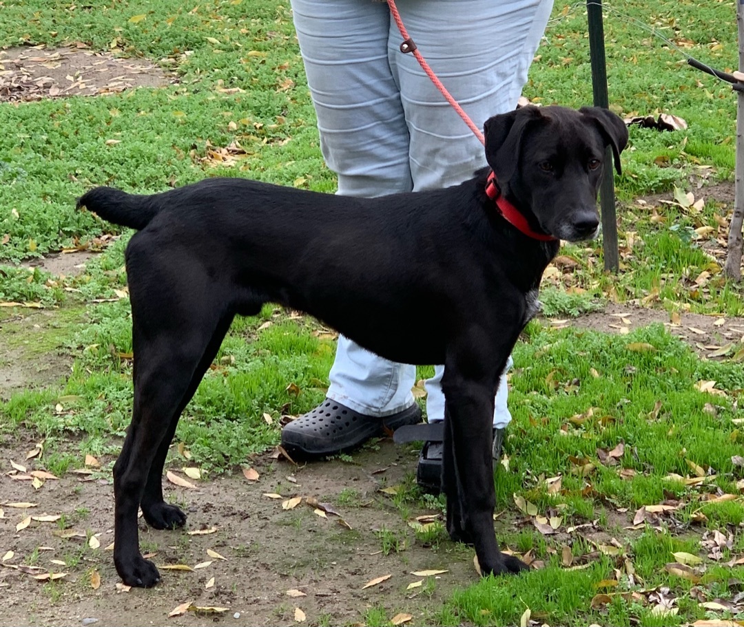 Pointer best sale lab dog