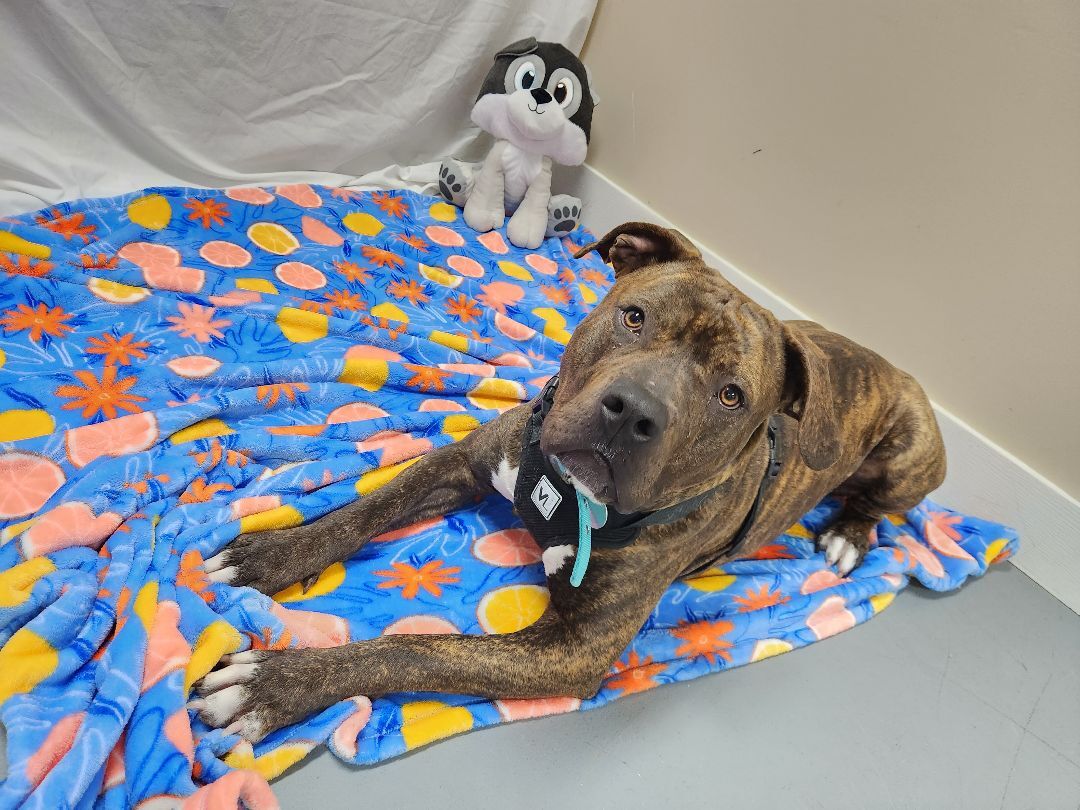 Reishi, an adoptable American Bulldog in Hawk Point, MO, 63349 | Photo Image 4