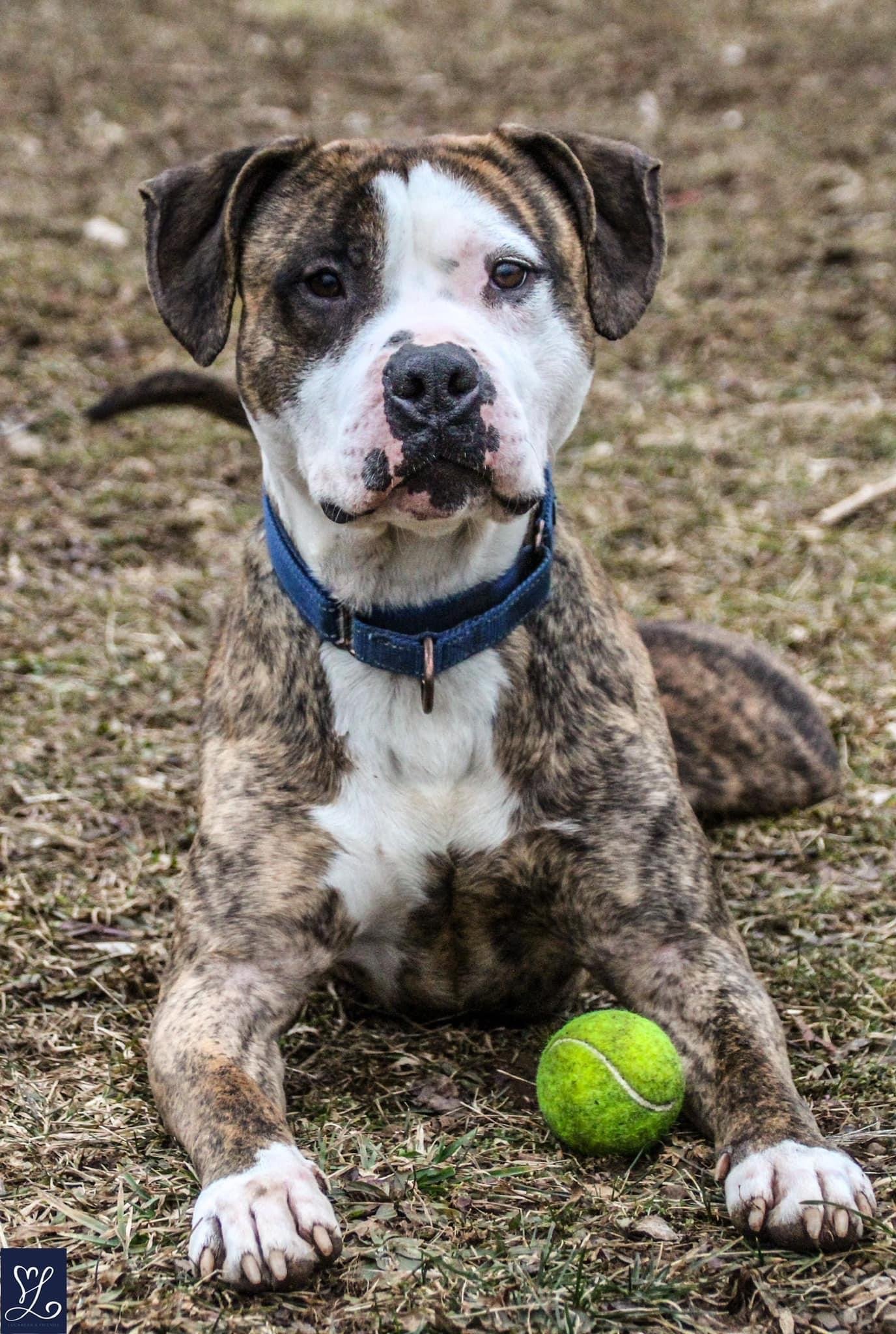 Rocky (the Brindle), an adoptable Pit Bull Terrier in Lockport, NY, 14095 | Photo Image 1