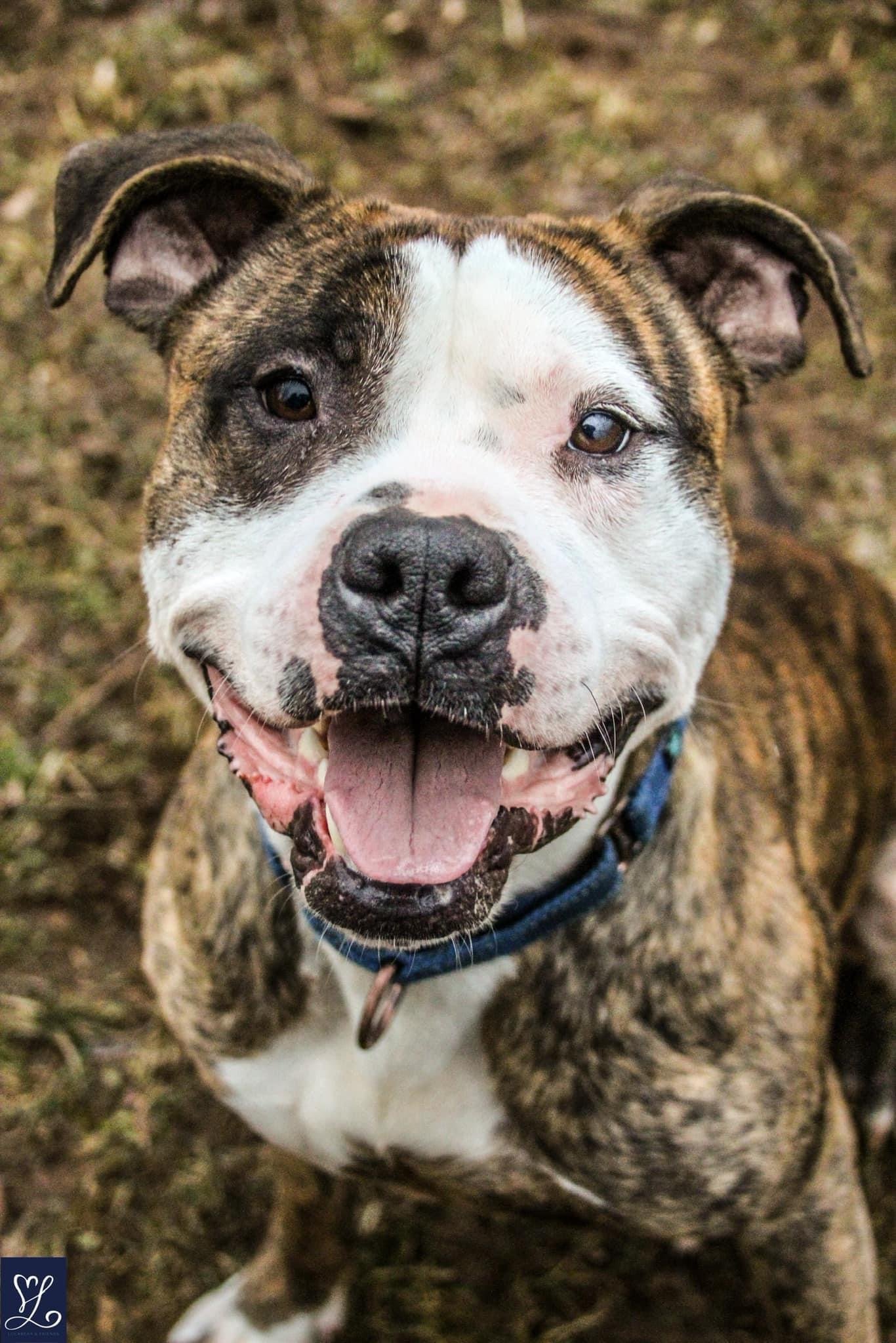 Rocky (the Brindle), an adoptable Pit Bull Terrier in Lockport, NY, 14095 | Photo Image 2