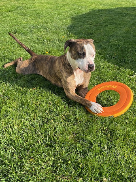 Rocky (the Brindle), an adoptable Pit Bull Terrier in Lockport, NY, 14095 | Photo Image 2