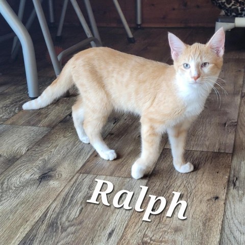 Ralph (Feral kitten)_6
