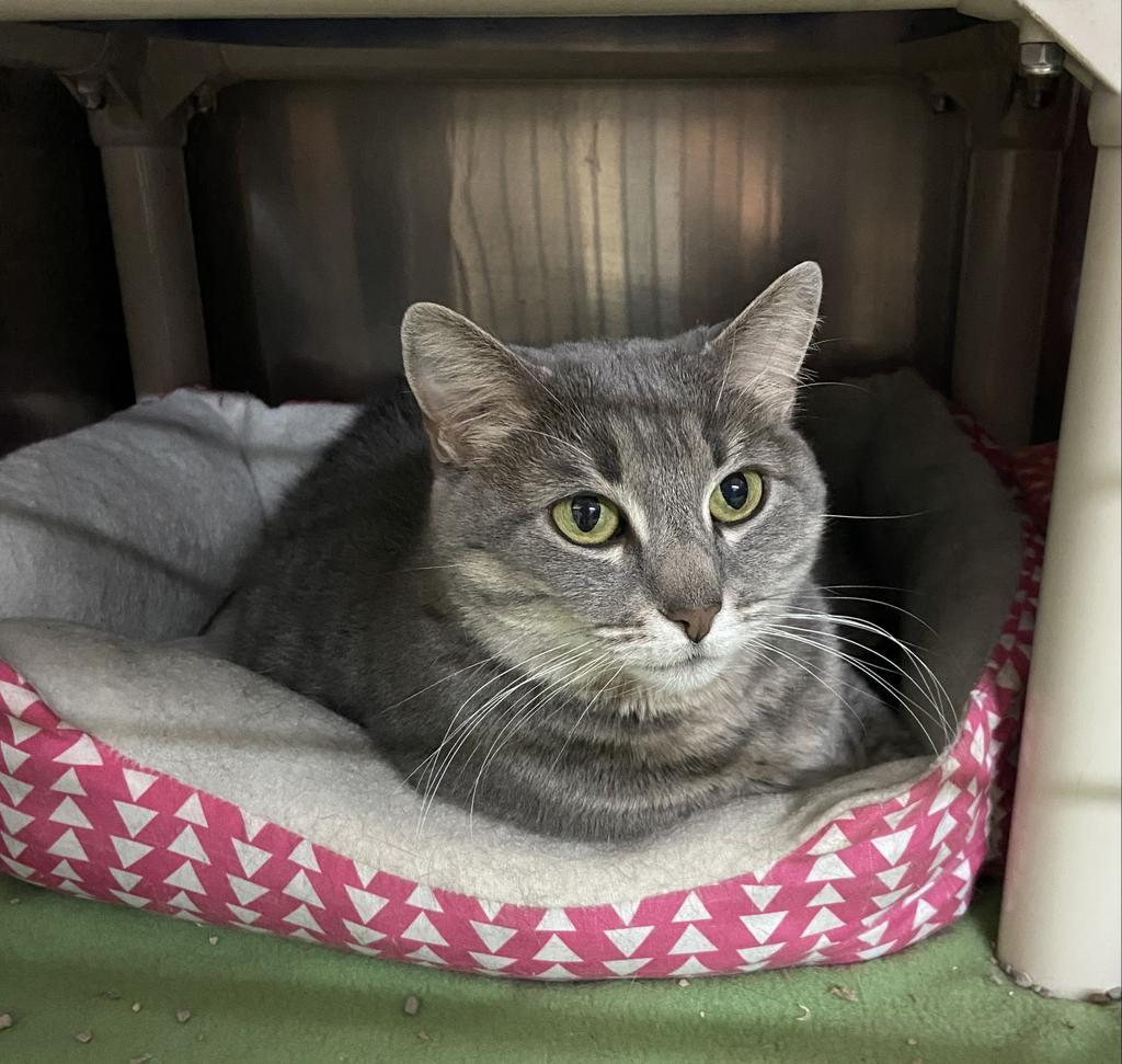 Olivia, an adoptable Domestic Short Hair in Virginia, MN, 55792 | Photo Image 1