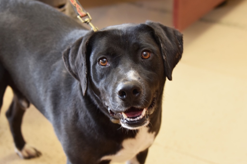 Uno, an adoptable Pit Bull Terrier in West Union, OH, 45693 | Photo Image 1