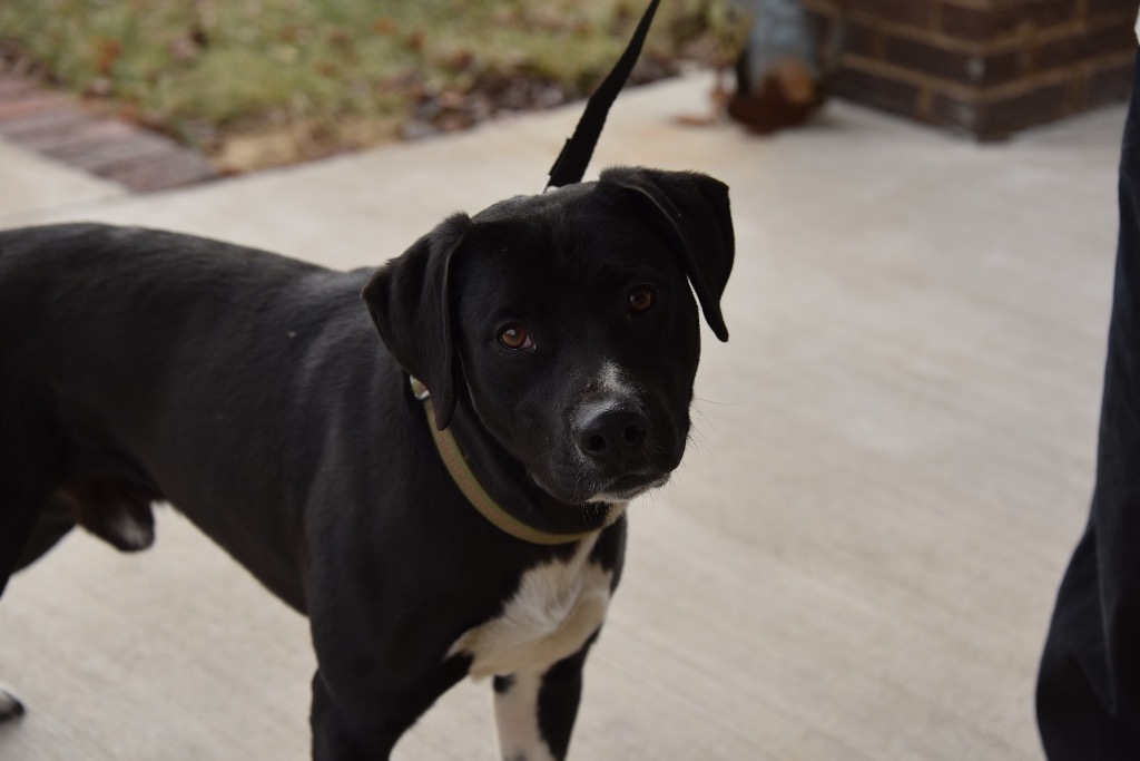 Uno, an adoptable Pit Bull Terrier in West Union, OH, 45693 | Photo Image 2