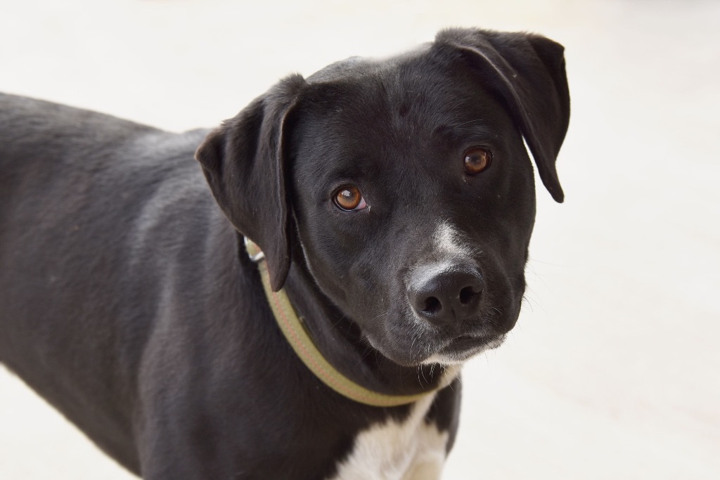 Uno, an adoptable Pit Bull Terrier in West Union, OH, 45693 | Photo Image 3