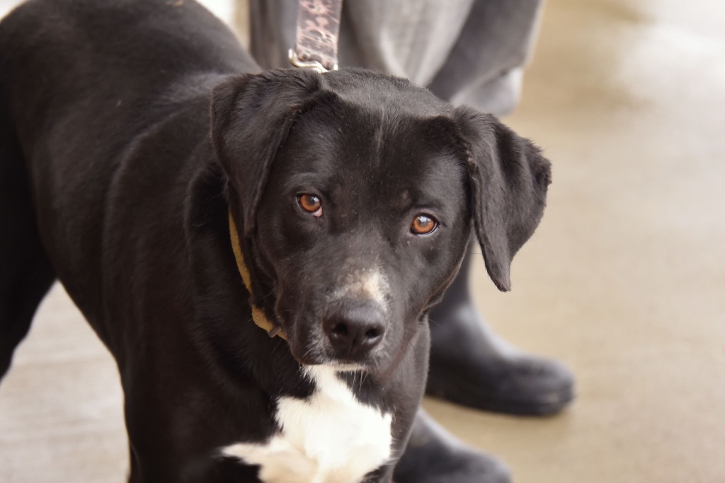 Uno, an adoptable Pit Bull Terrier in West Union, OH, 45693 | Photo Image 4