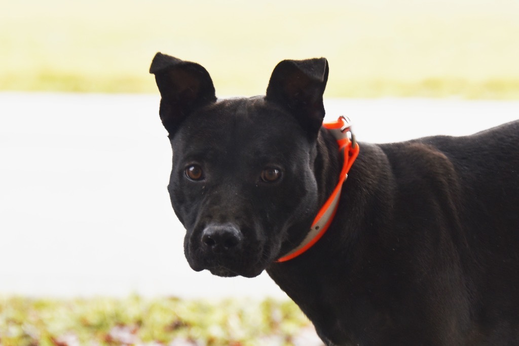 Bailey, an adoptable Terrier in West Union, OH, 45693 | Photo Image 1
