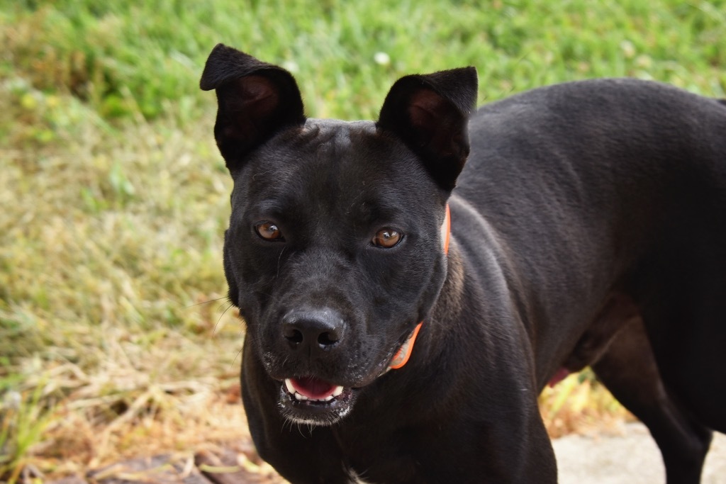 Bailey, an adoptable Terrier in West Union, OH, 45693 | Photo Image 1