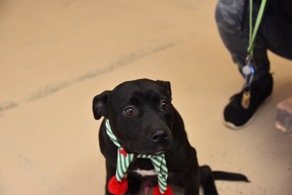 Bailey, an adoptable Terrier in West Union, OH, 45693 | Photo Image 2