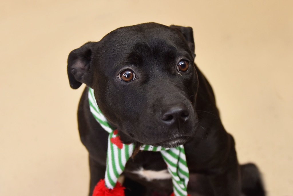 Bailey, an adoptable Terrier in West Union, OH, 45693 | Photo Image 3